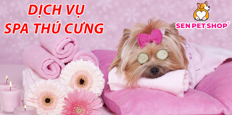 SPA THÚ CƯNG