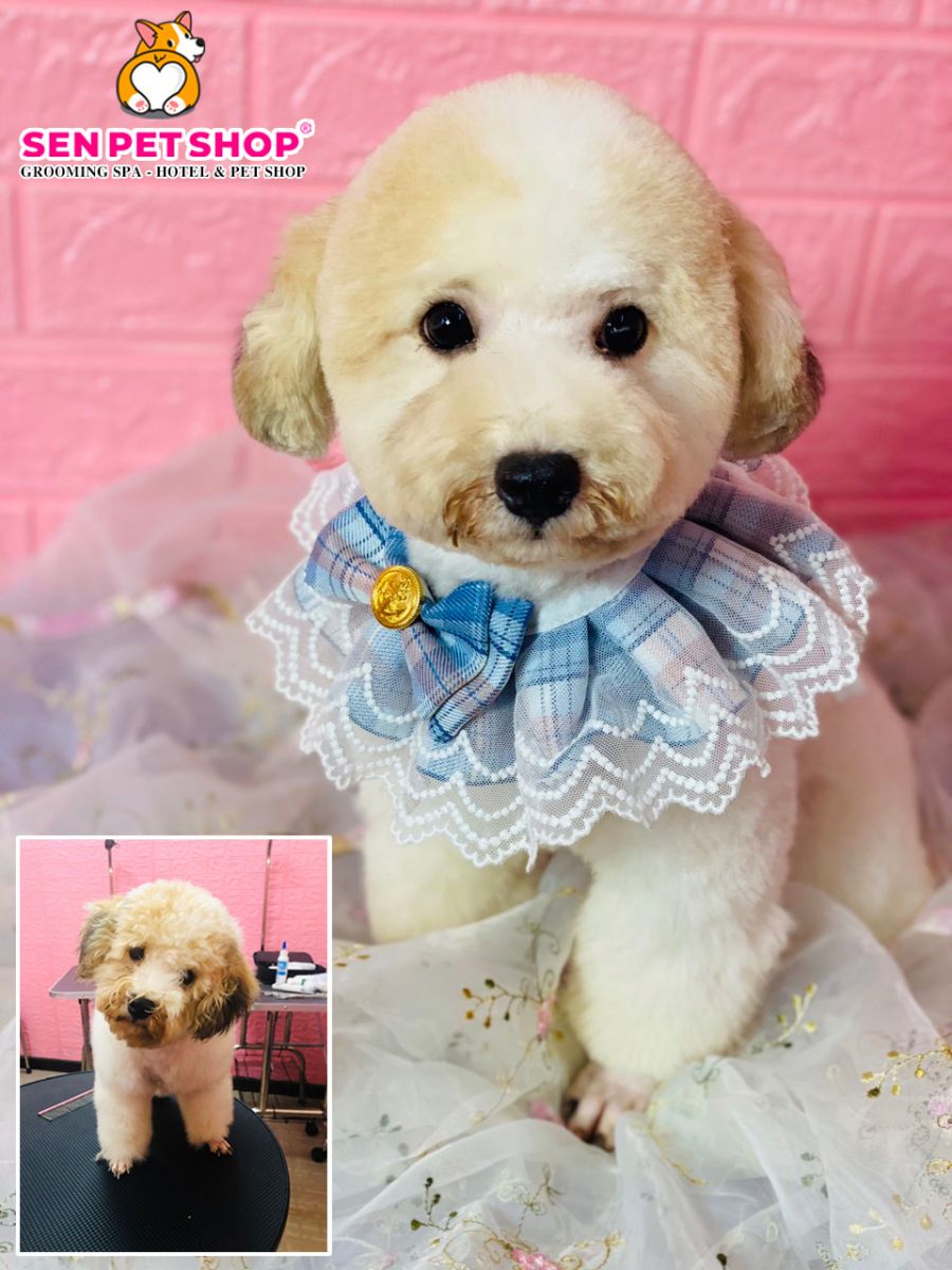 Bộ Sưu Tập 50 Hình Ảnh Chó Poodle Cute Dễ Thương Đẹp Nhất