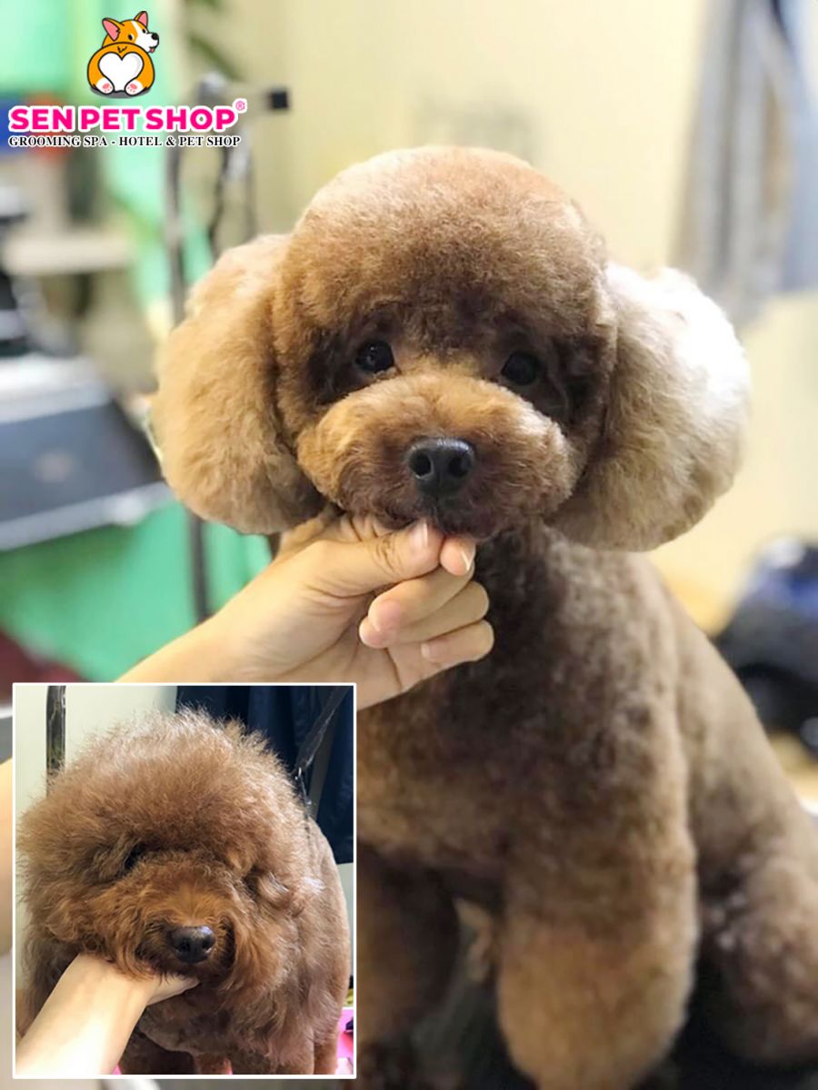 CẮT TỈA LÔNG CHÓ POODLE CHUYÊN NGHIỆP TẠI SPA THÚ CƯNG SEN PET SHOP