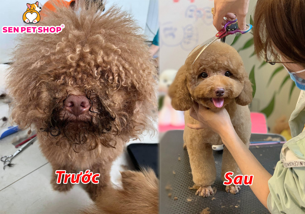 CẮT TỈA LÔNG CHÓ POODLE