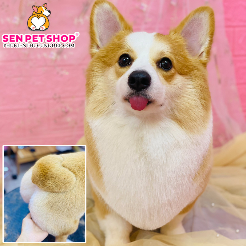 tỉa lông chó corgi