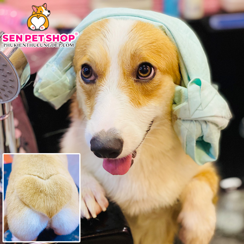 TỈA LÔNG CHÓ CORGI