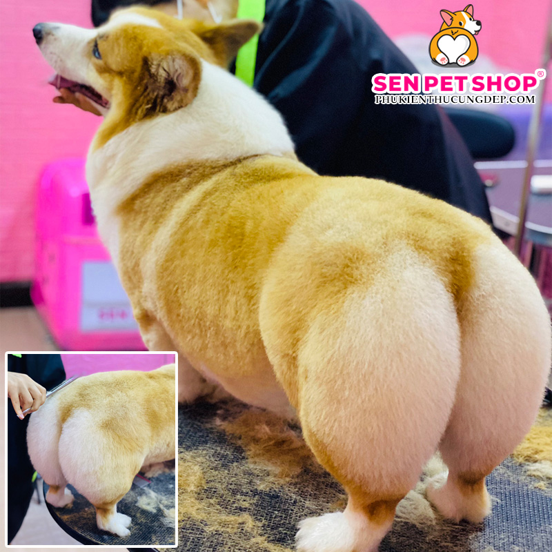 TỈA LÔNG CHÓ CORGI