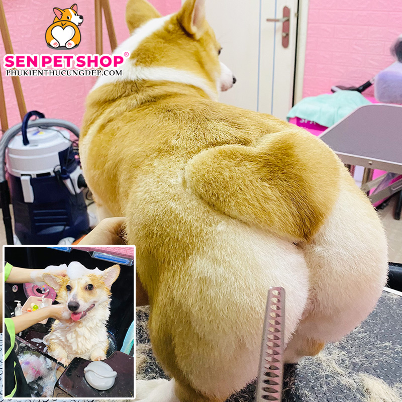 TỈA LÔNG CHÓ CORGI