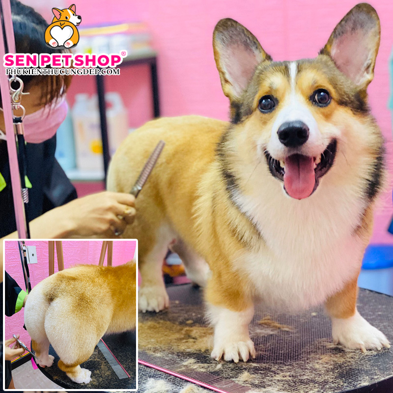 Tỉa Lông Chó Corgi Với Nhiều Kiều Như: Mông Quả Đào, Trái Tim