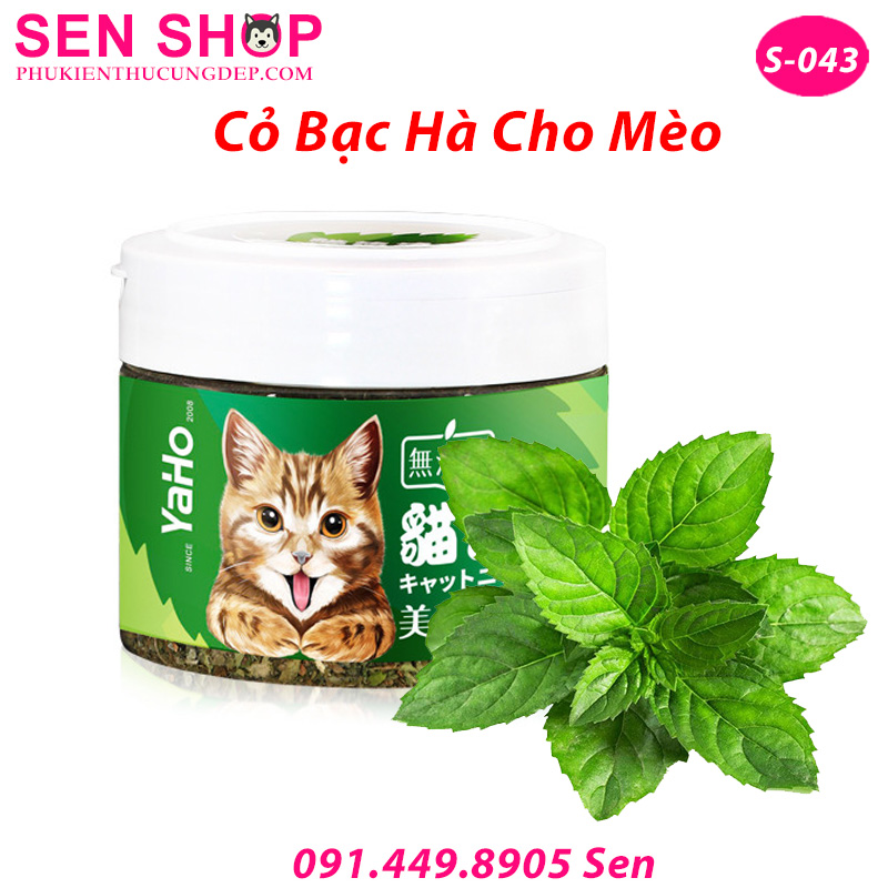 cỏ bạc hà mèo