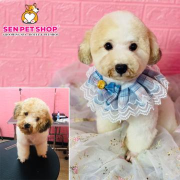 CẮT TỈA LÔNG CHÓ POODLE